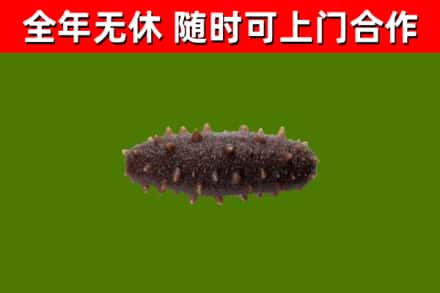 锦屏回收海参干